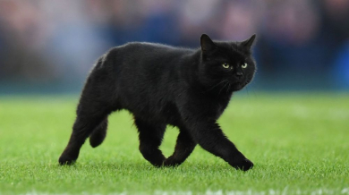 Черна котка мина път на футболисти, спря мач (ВИДЕО)  