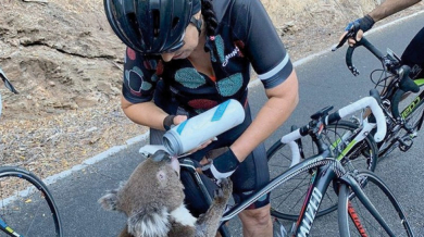 Герои! Колоездачи спасиха зажадняла коала ВИДЕО
