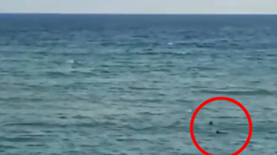Невероятно! Еднорък плувец избяга от акули ВИДЕО