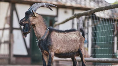 Почина най-известният козел в света