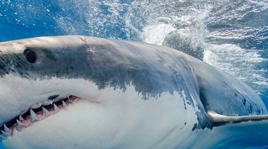 Свирепа акула направи нещо ужасяващо на 37-годишен мъж ВИДЕО