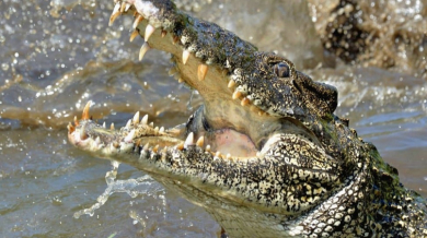 Ужас: 29-годишен скочи да се охлади във водата и крокодил го разкъса