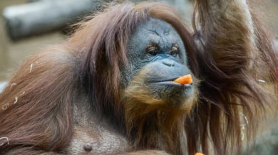 Орангутан прикова вниманието на цял свят преди старта на Евро 2024