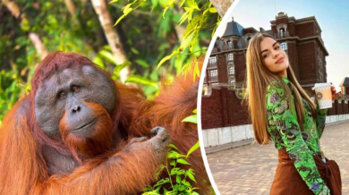 Руска секси боксьорка натрови орангутан Видео