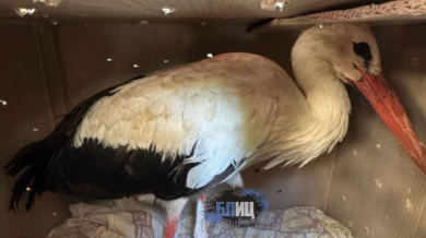 Само в БЛИЦ: Димитър Шейтанов и жена му спасиха щъркел от пожар в София видео