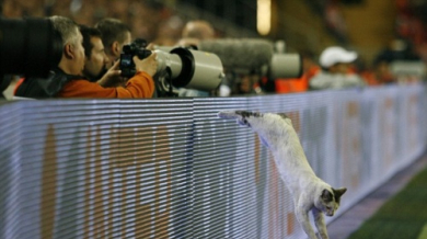 Шашната котка обра овациите на финала за Купата на УЕФА