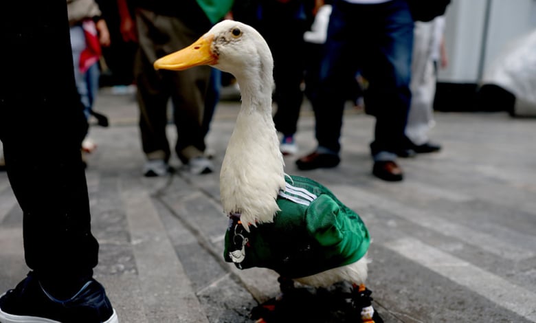 Getty Images/Guliver