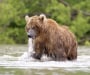 Разкриха детайли за убития от мечка рибар