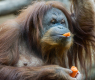 Орангутан прикова вниманието на цял свят преди старта на Евро 2024