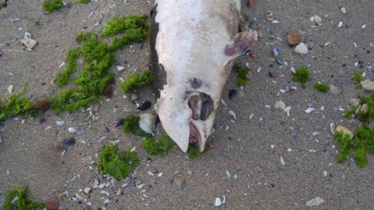 Мъртви делфини изхвърля морето след военни учения