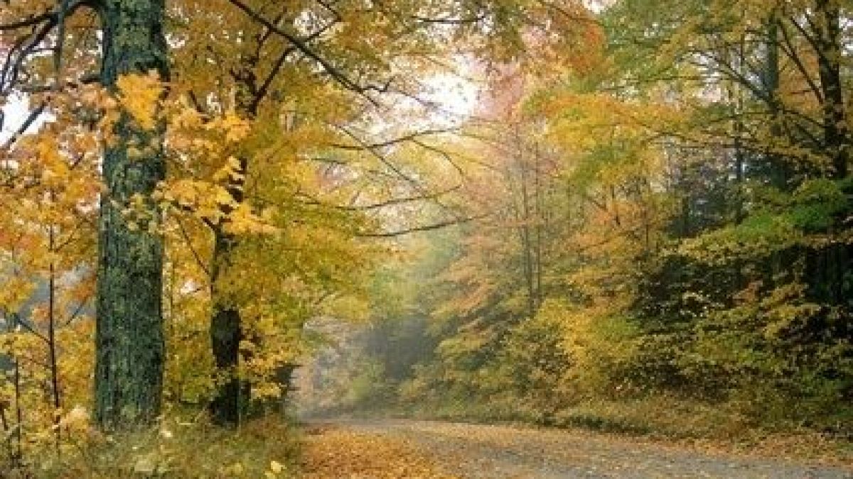 Разкриха механизма на листопада
