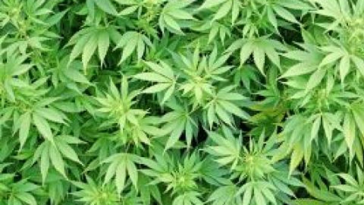Уволниха ченге за кражба на служебен канабис