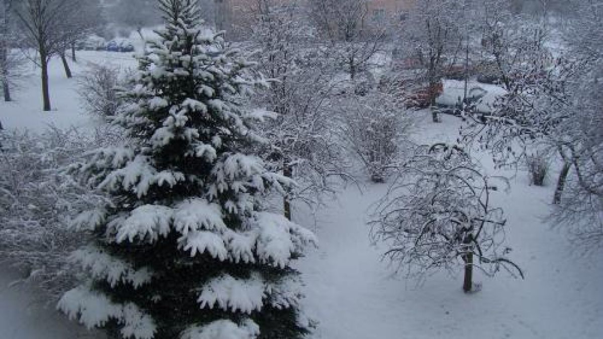 27 сигнала за паднали дървета и клони в столицата 