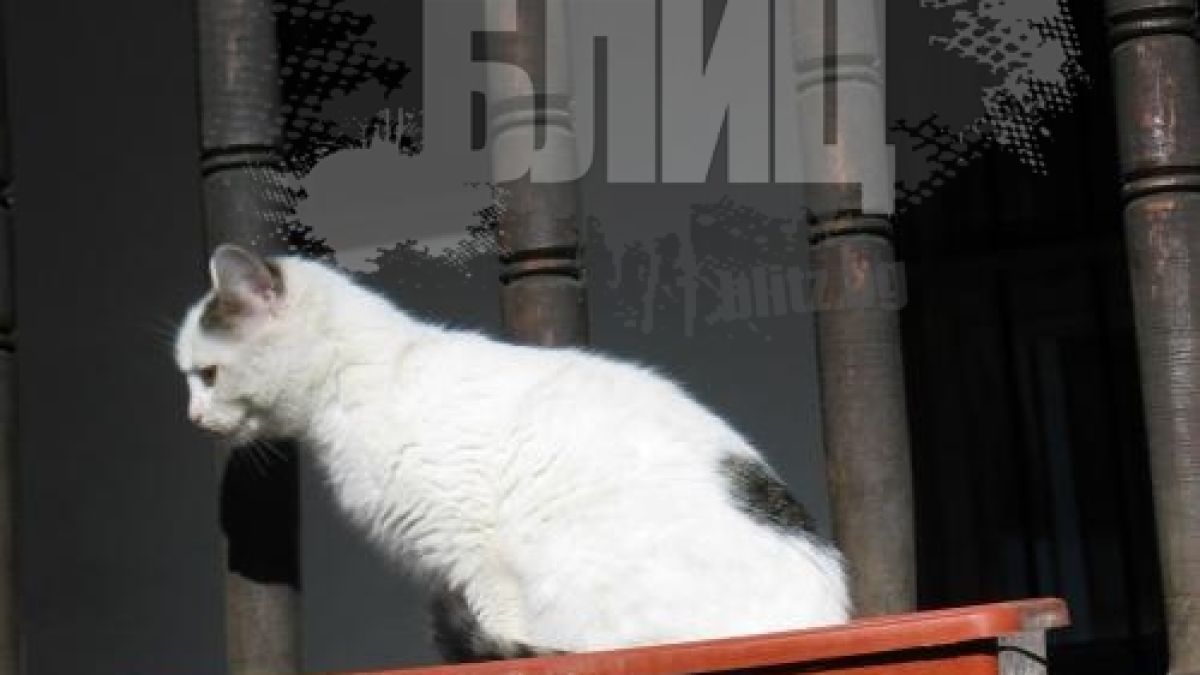 Котки хитруши просят в манастир
