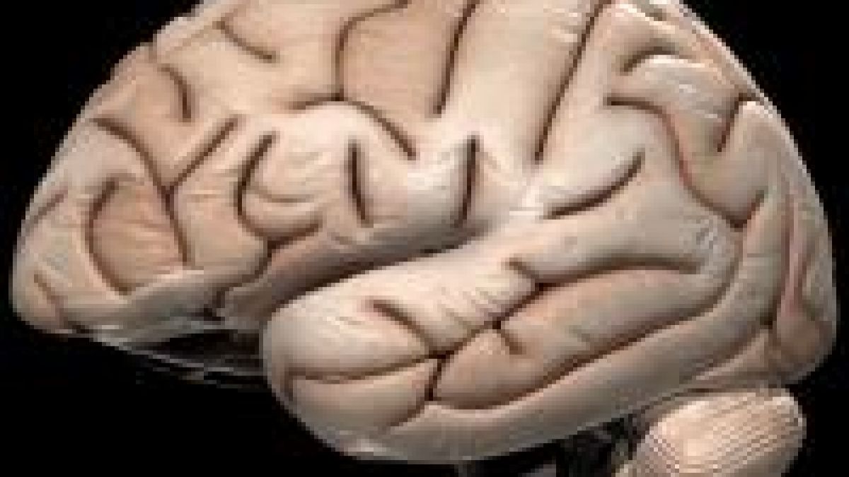 Тренирайте интелигентността, а не мускулите си, ако искате да живеете по-дълго