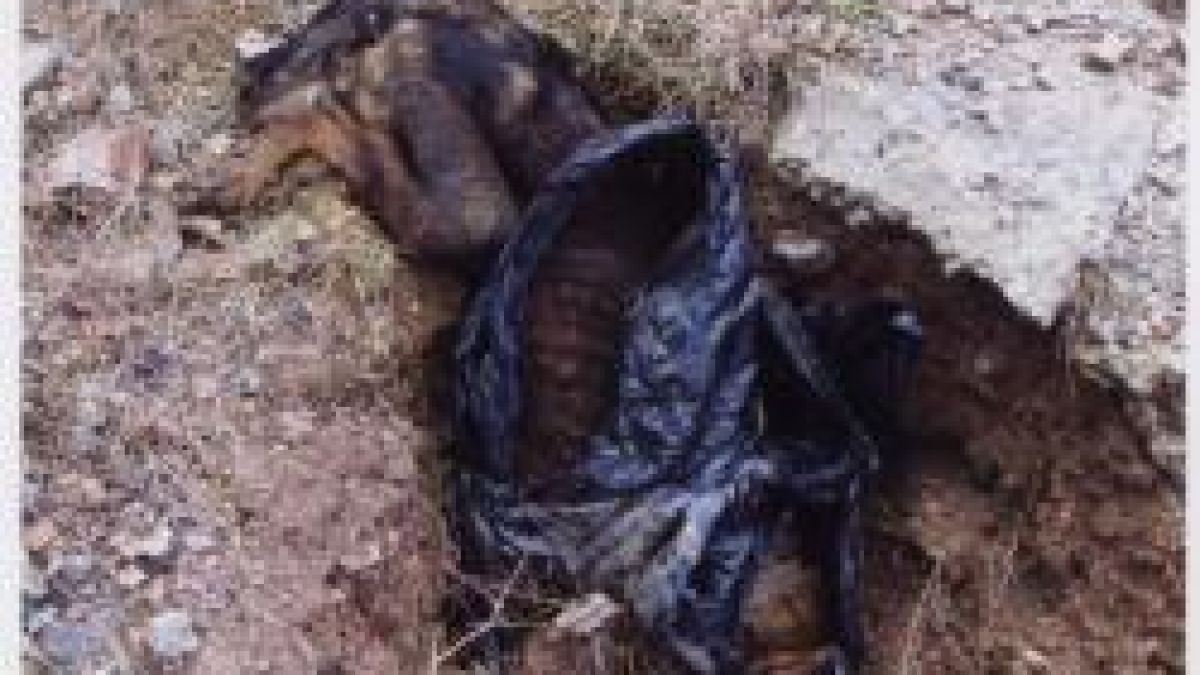 Полуразложени кучета плуват в Струма 