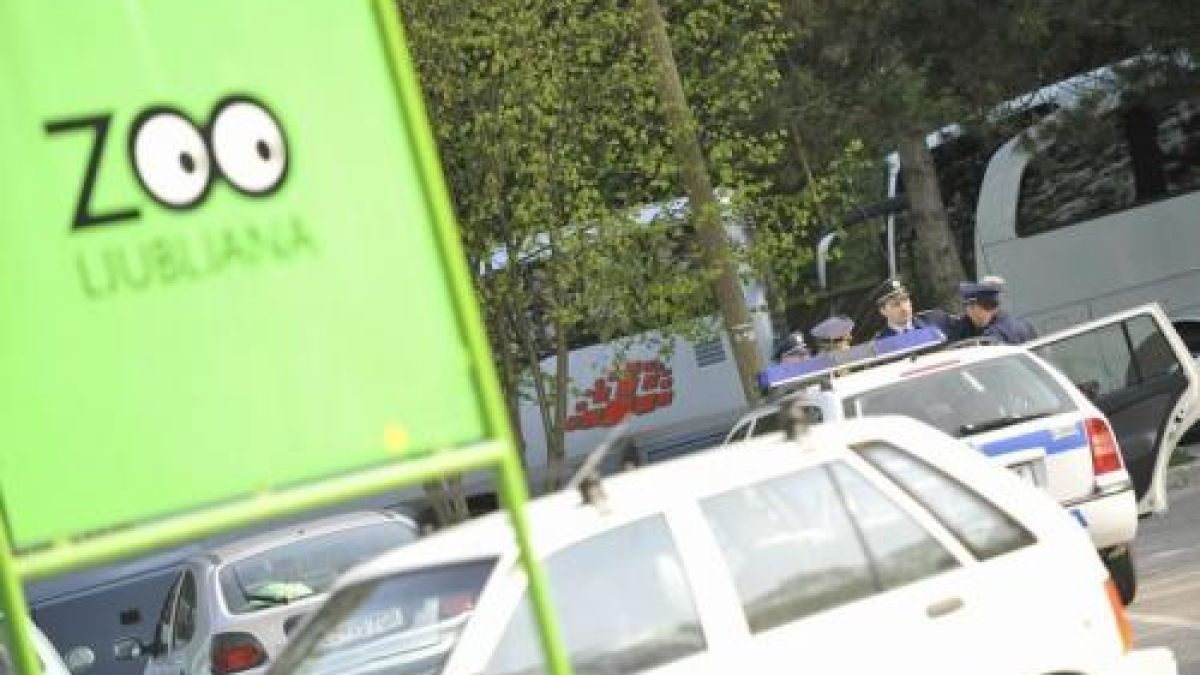 Мечка се разхожда из Любляна: Правете се на мъртви