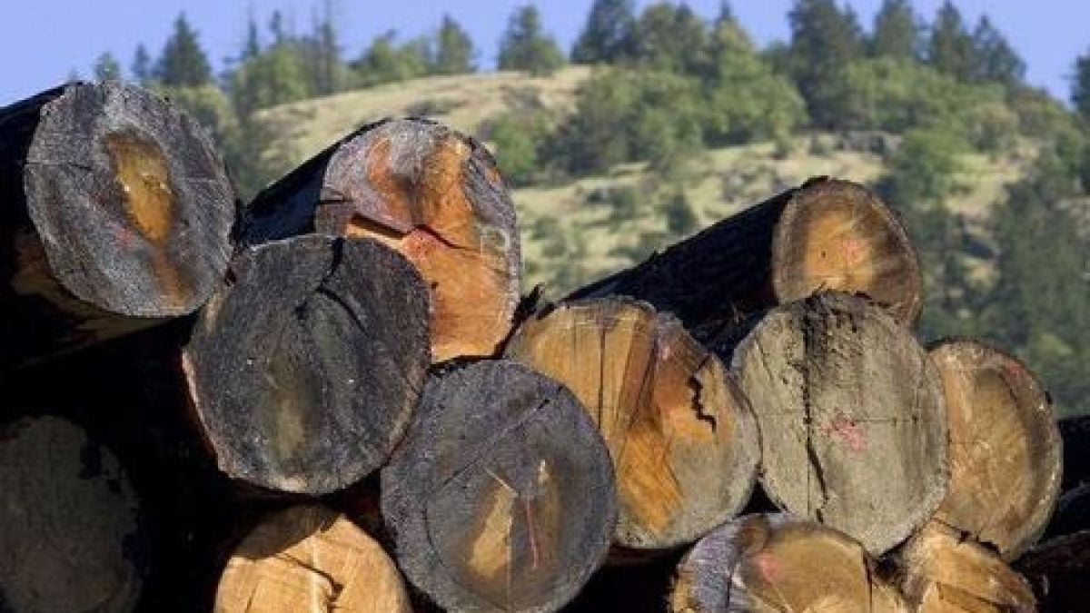 Крадат по 1,5 млн. кубика дървесина годишно
