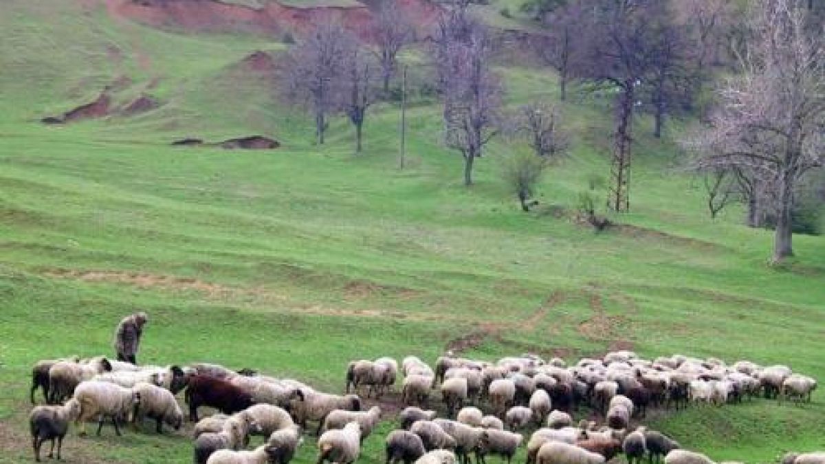 Пастир се простреля и не иска лечение