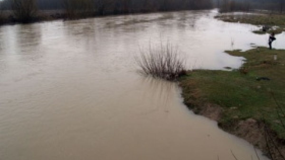 Мъртва риба изплувала в Стара река

