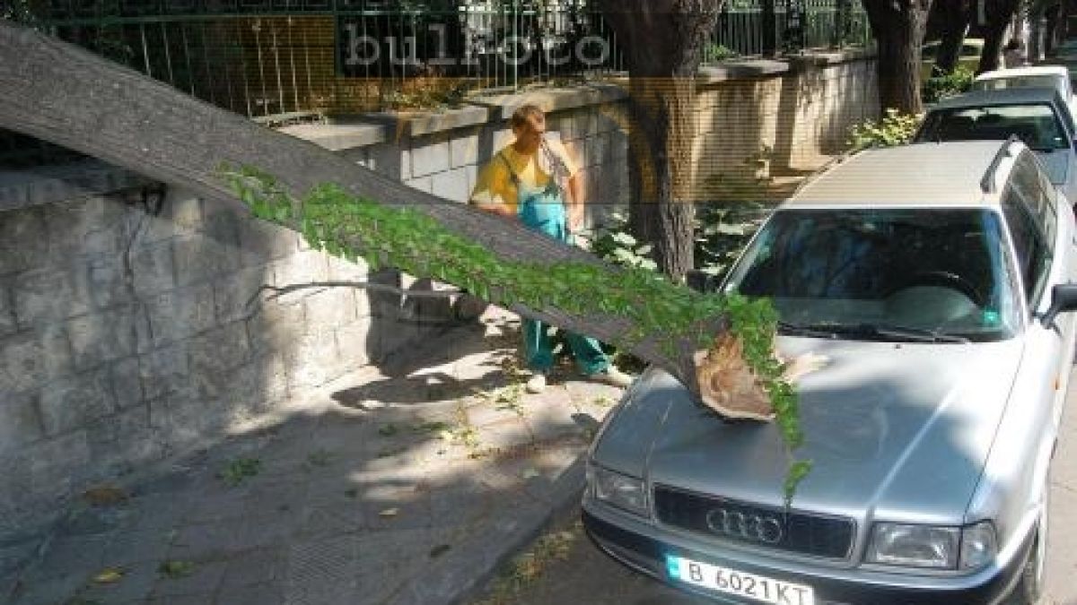 Дърво потроши автомобил във Варна 