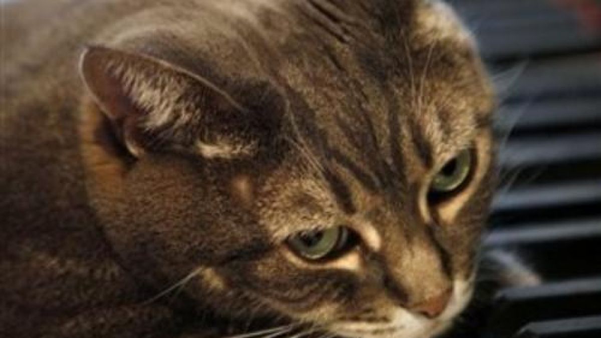 Котка пианистка удивява света