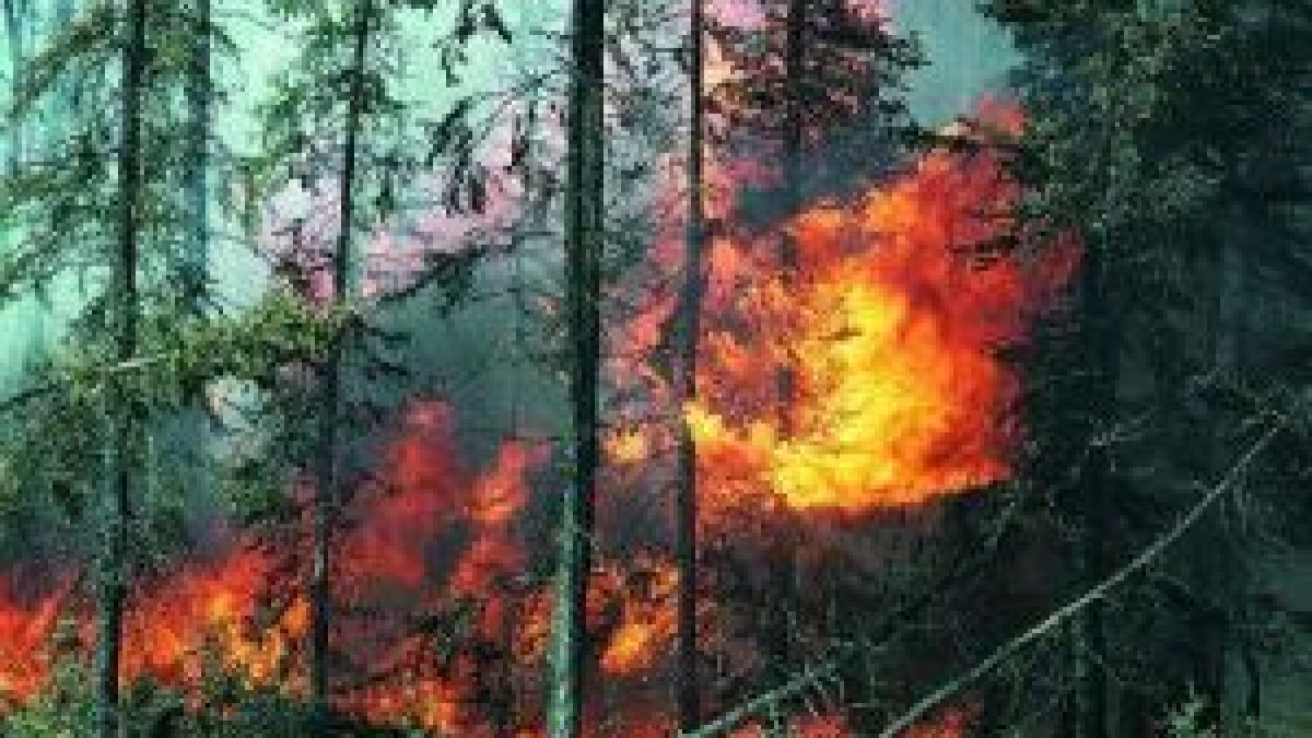 Горят 300 дка борова гора край Свети Влас 