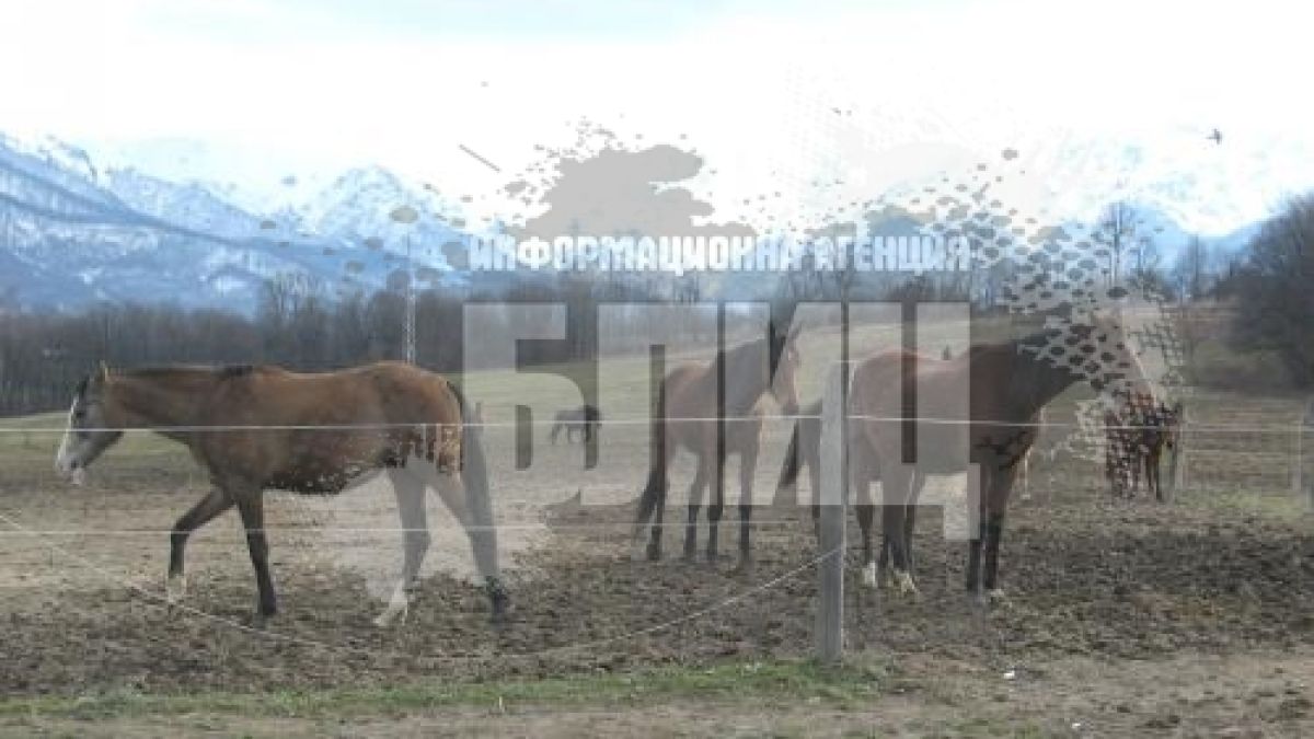 "Електропастир" пази ценни растения в Балкана