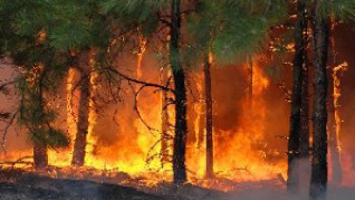 Пожарът над Кричим обхвана 150 декара гора