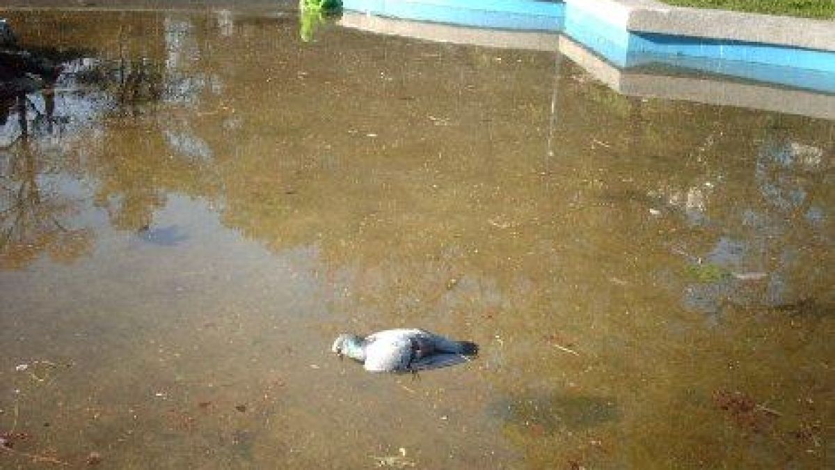 Ток удари дете в шадраван 