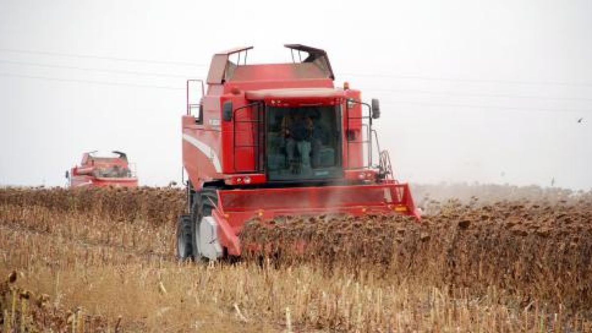 Слънчогледова война пламна в Хасковско