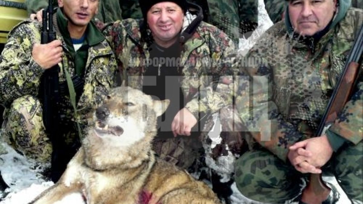 Свиленградски ловец отстреля огромен вълк