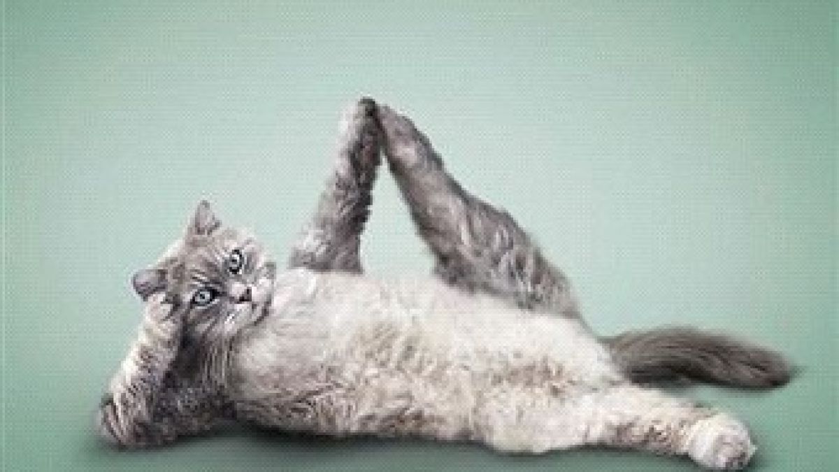 Котки - йоги покоряват света