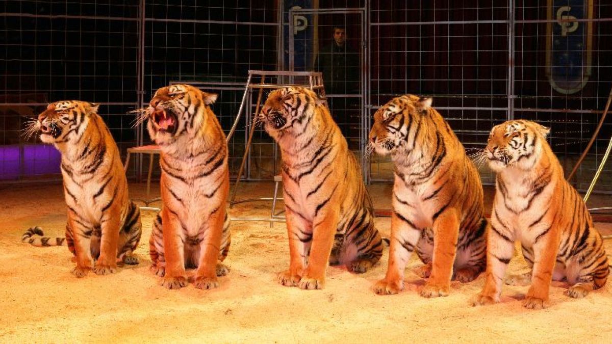 Тигър нападна и рани дресьора си