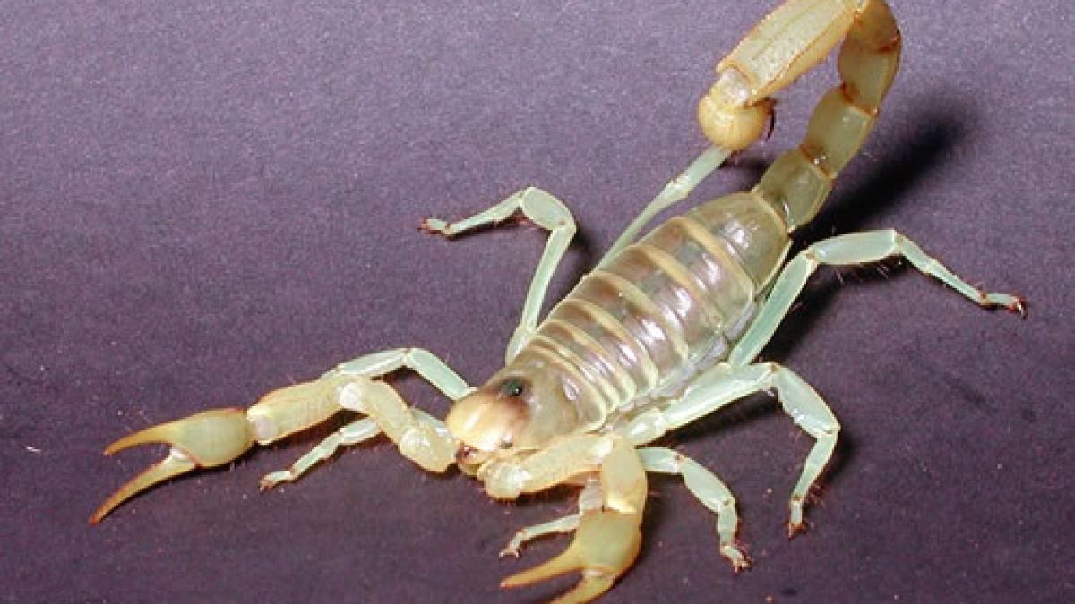 Създават морфини от отрова на скорпион