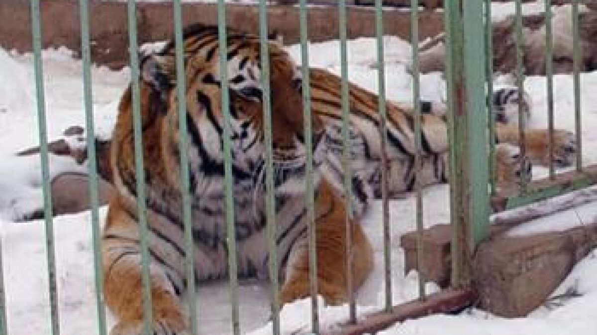 Глобиха с 3000 Дамбовеца заради трите тигъра