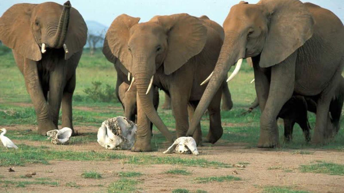 Слонове опустошиха село в Ангола, над 4 хил. души прокудени
