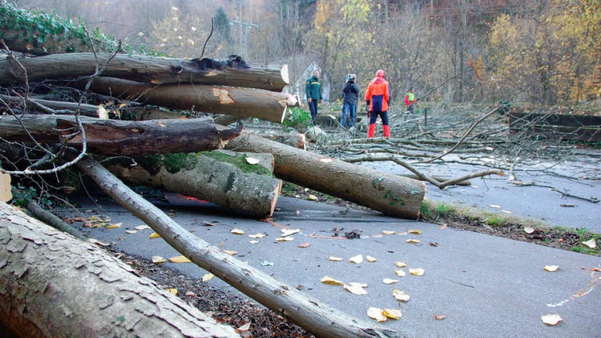 6000 отсечени дървета заради секс