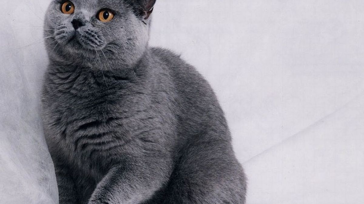 Призоваха котка в съда 