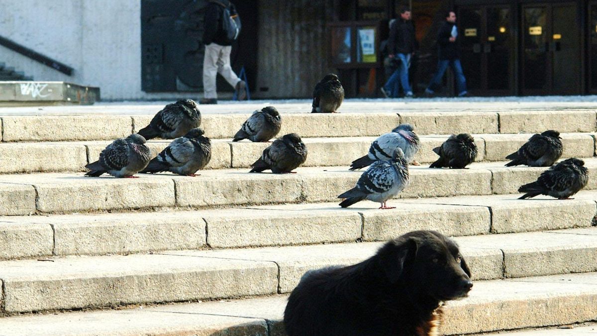 ЧЕЗ спасява малки кученца в София
