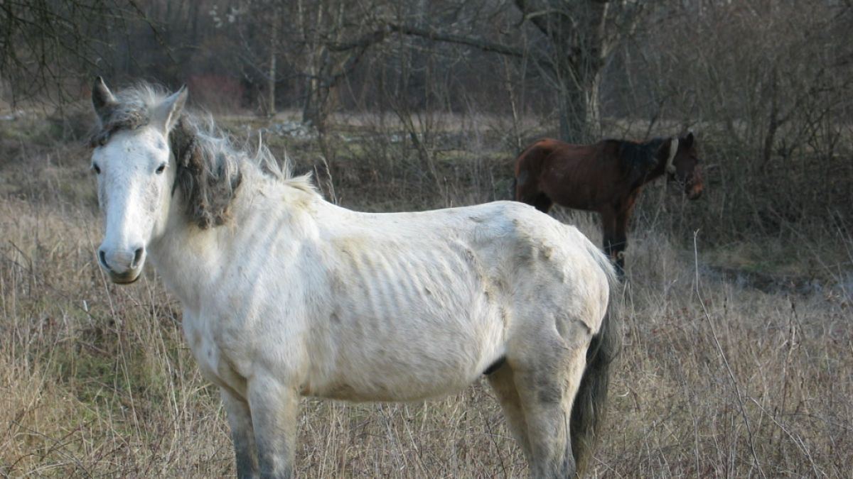 Гръмнаха кон в сърцето в Балкана