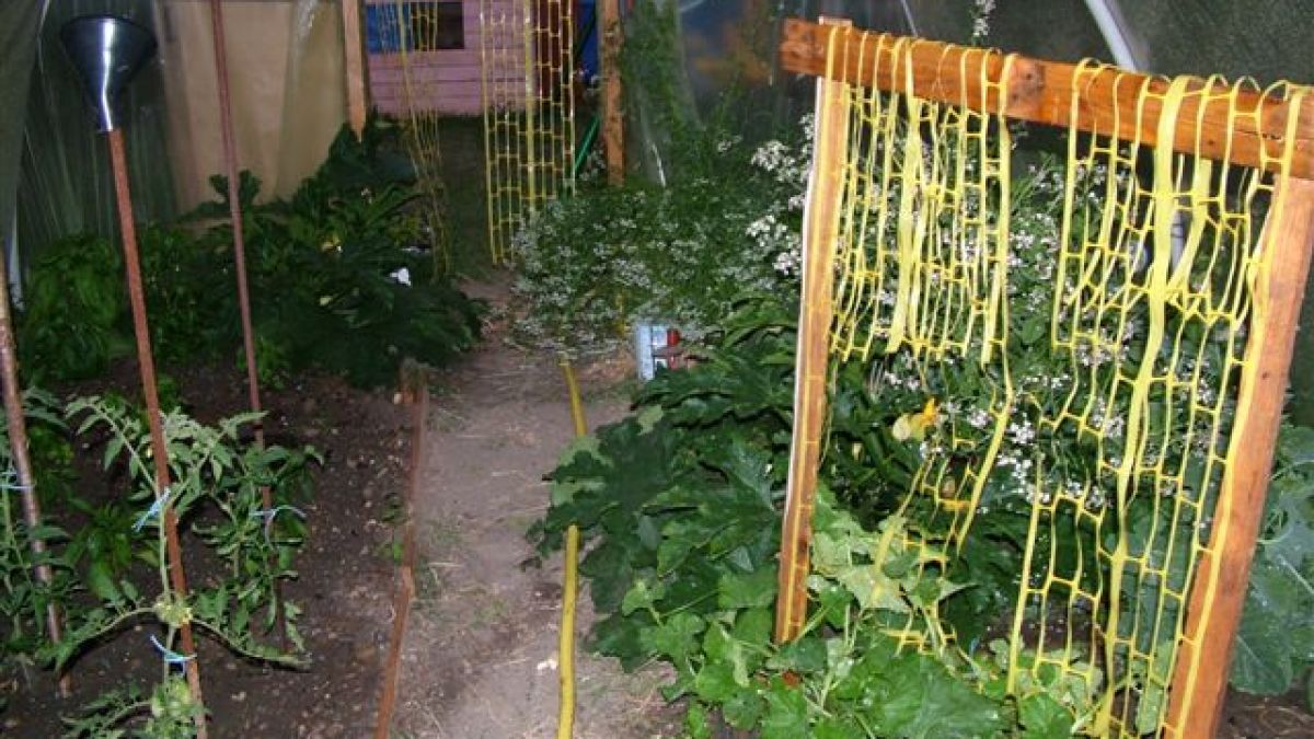 Жертвите на Ешерихия коли в Германия станаха десет