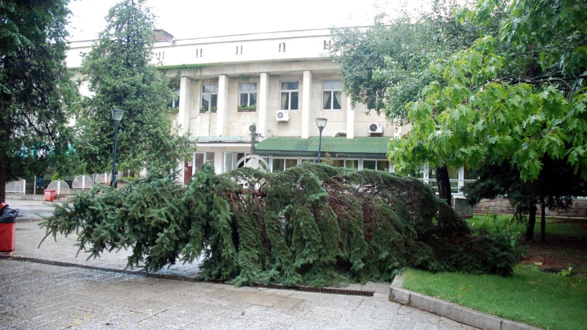 Буря повали дърво в центъра на Ловеч