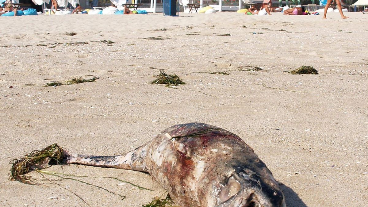 Морето пак изхвърли мъртъв делфин