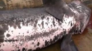Хванаха огромна акула в Адриатика (ВИДЕО)