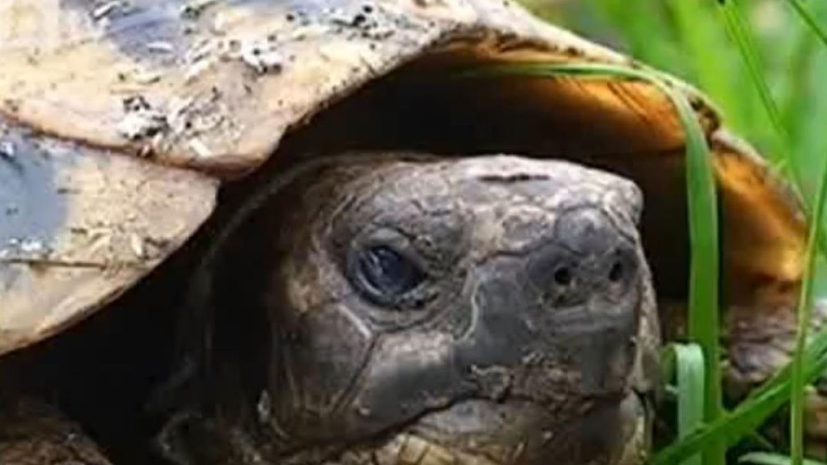Костенурките на Рашкови били стресирани