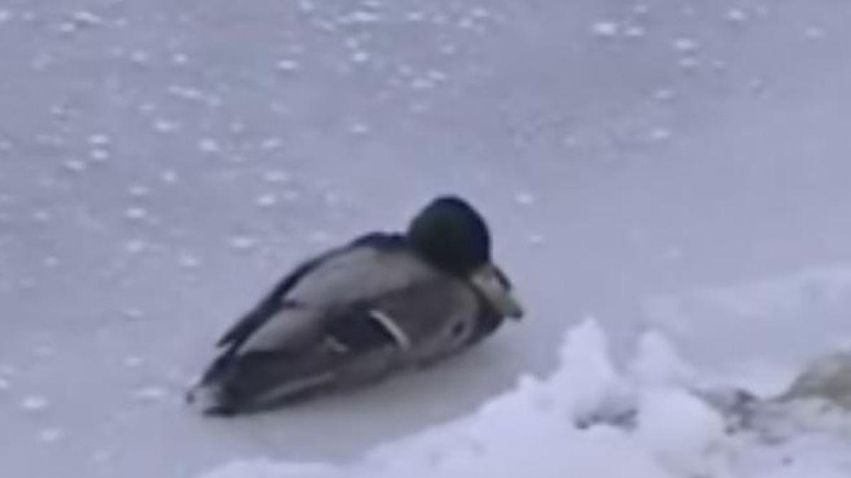 Диви патици умират с адски мъки в Русе