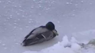 Диви патици умират с адски мъки в Русе