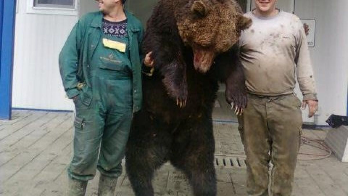 Убита мечка скандализира "Фейсбук"