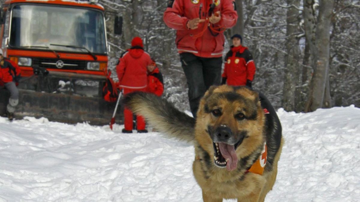 Спасиха изгубен скиор в Пирин